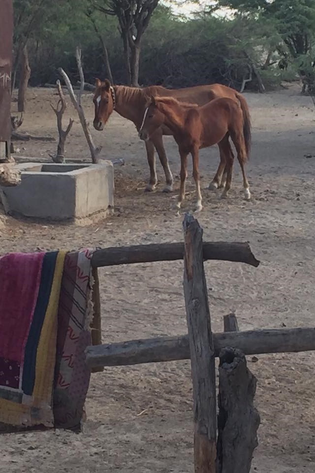 horses muslim village